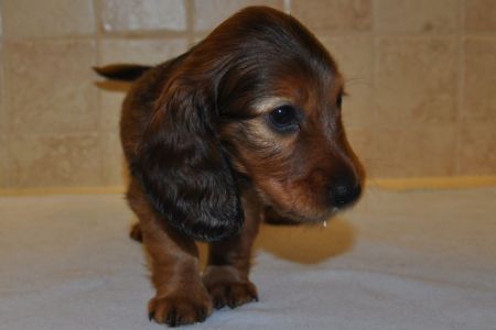 jamnik d�ugow�osy – NA’ILA NEFERTUM Kollapsar